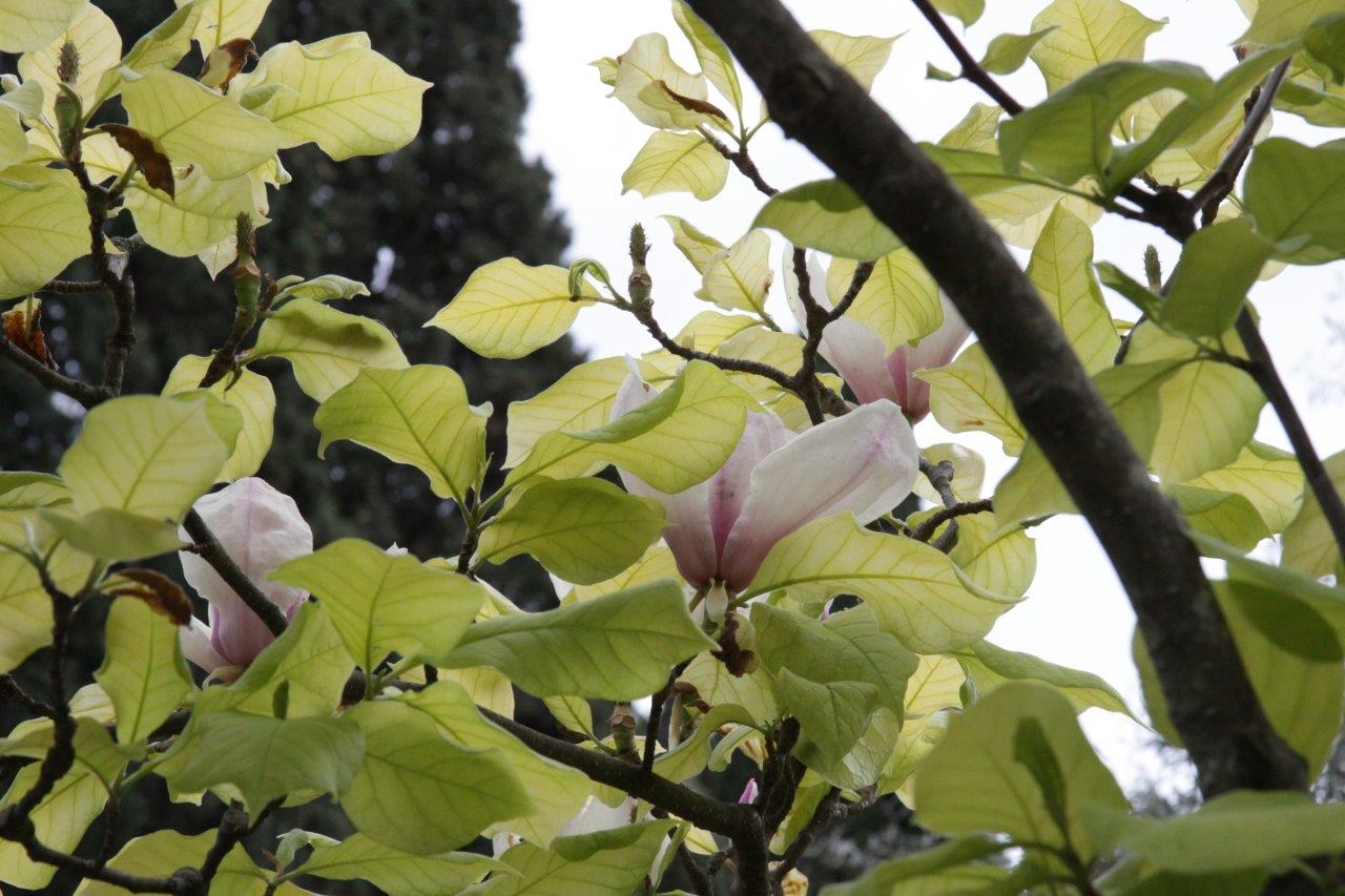 magnolia sulanzha